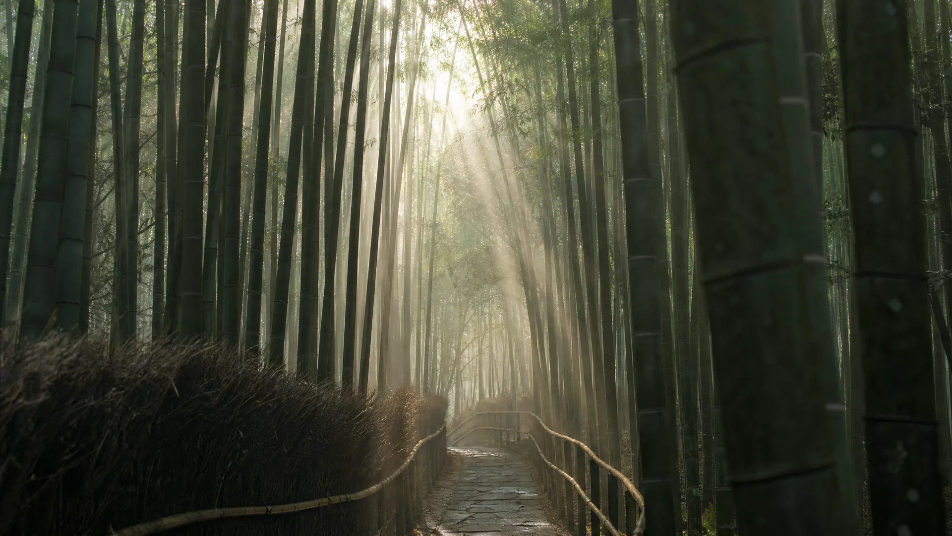 Shafts Through Green — Arashiyama, Japan